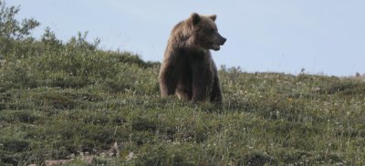 Grizzly Bear - Denali NP