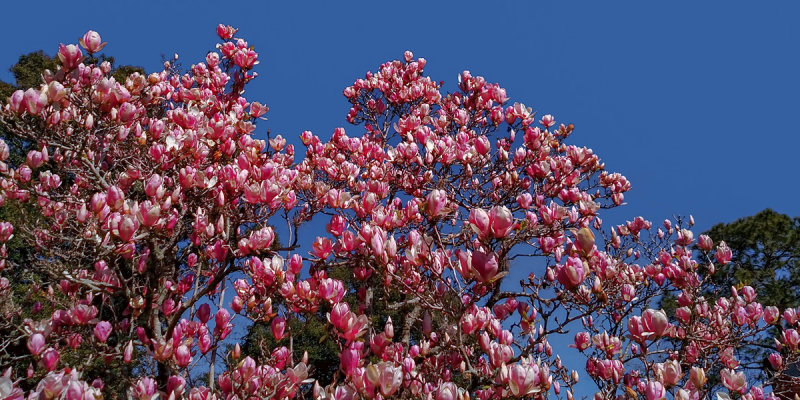 Japanese Magnolia Blossoms Peak