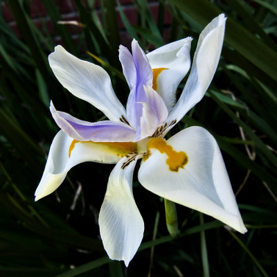 African Iris II