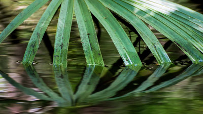 Fronds