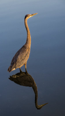 Great Blue Heron on Lake Mirror