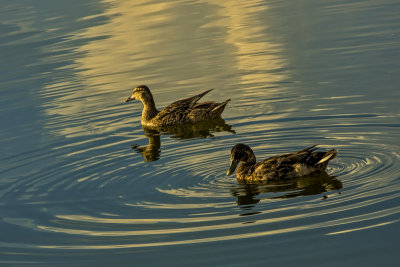 Two Ducks at Sunset
