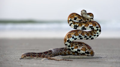 Snake on the Beach