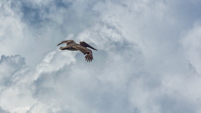Pelican and Clouds