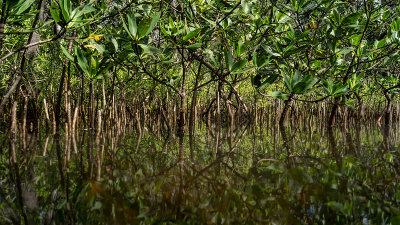 Mangrove Abstraction IV