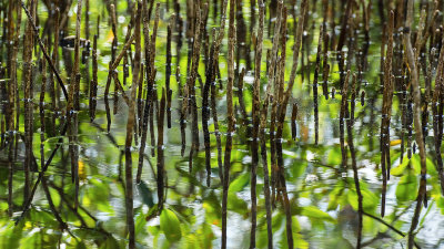Mangrove Abstraction III