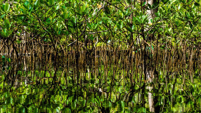 Mangrove Abstraction I