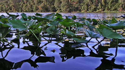 Six Mile Creek #1