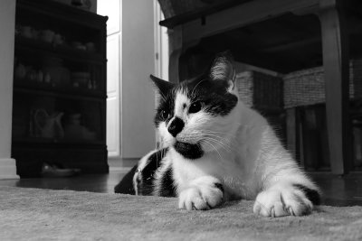Cat Under the Table