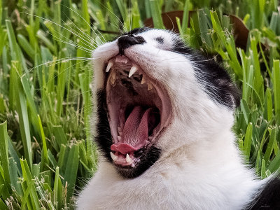 Roar