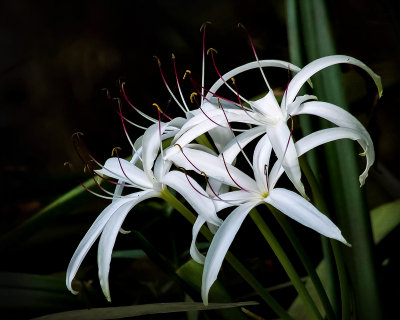 White Flowers in the Darkness