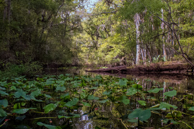 Durbin Creek 23.jpg