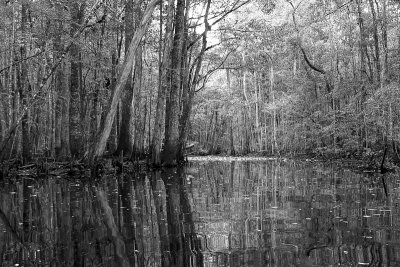 Durbin Creek Greyscale.jpg