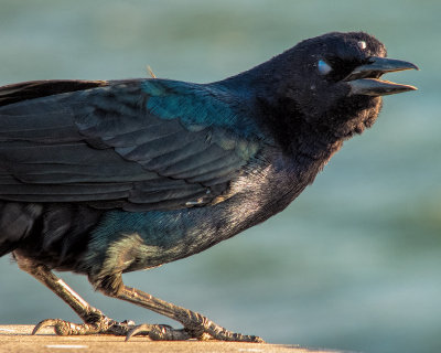 Three Eyed Grackle.jpg