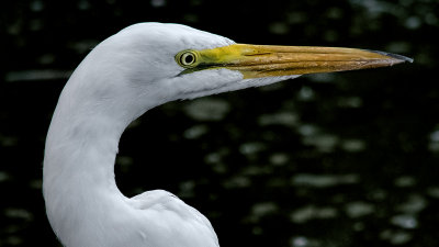 Egret in the Shadows