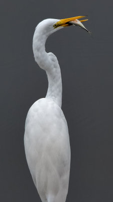 Egret with Snack II