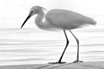 Egret with Backlight BW
