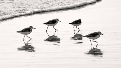 Four birds and the Surf