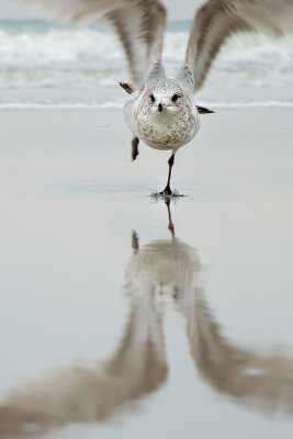 Gull Take Off