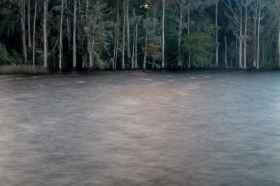 The River and Trees II