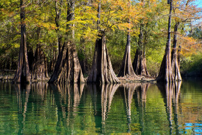 Cypress Trees along the Sante Fe River