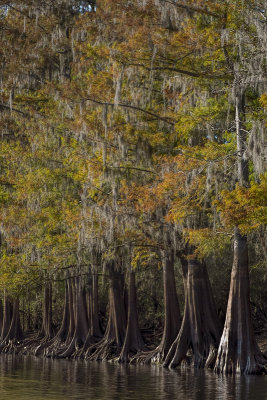 Cypress in Fall Colors