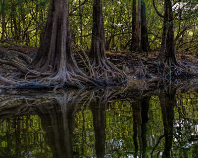 More Cypress Roots