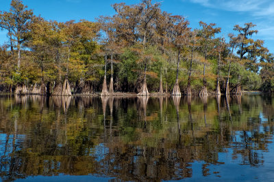 Cypress Trees along the Sante Fe River II