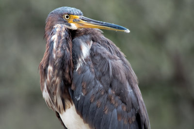 Tri Color Heron