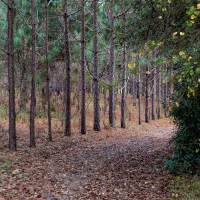 Path with Pines