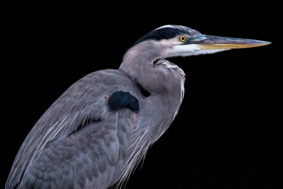 Great Blue Profile