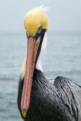 That Pelican Look