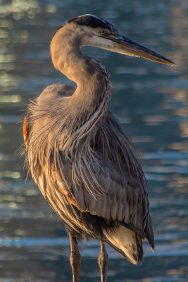 Great Blue in the Morning Light III