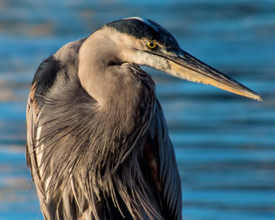 Great Blue in the Morning Light II