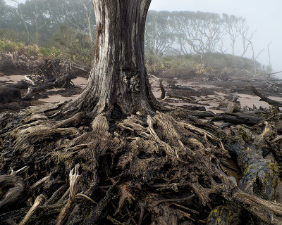 Root System