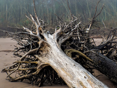 The Bone Yards in Fog 8.jpg