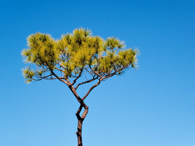 Solitary Pine