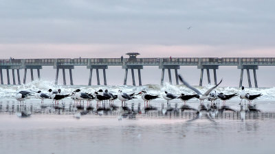 Gulls and Terns and Pier