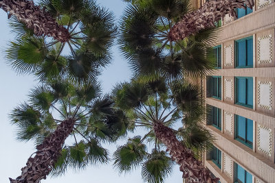 City Hall with Palms