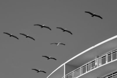 Condo and Flock