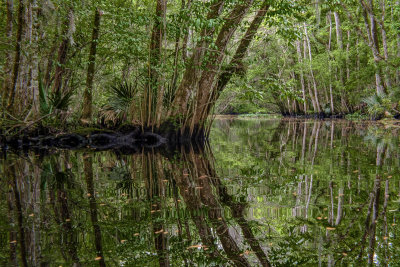 Spring Comes to Julington Creek