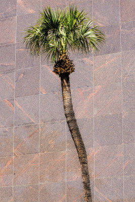 Palm and Marble
