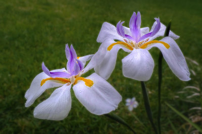 African Iris #3