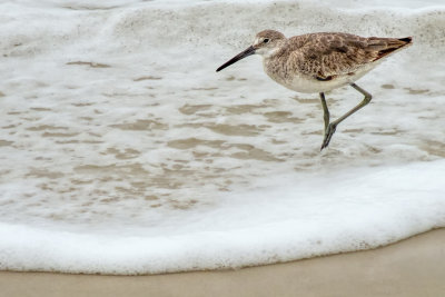 Dowitcher in the Surf