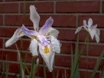 Bejewelled African Iris
