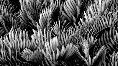 Ferns in Black and White