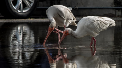 Urban Ibises