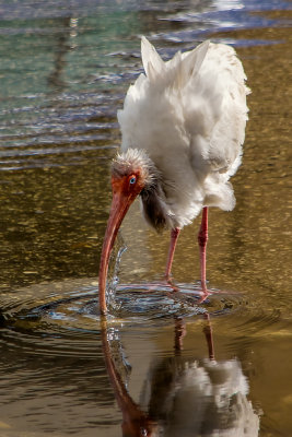 Ruffled
