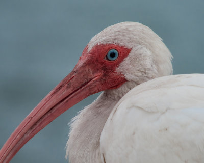 Ibis Up Close