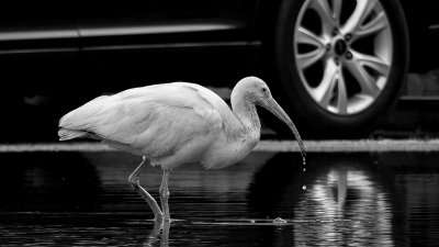 Ibis in the Parking Lot